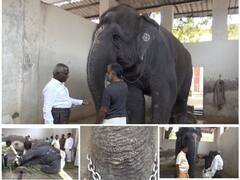 திருச்செந்தூர் கோயில் யானை தெய்வானைக்கு தோல் நோய் பாதிப்பு - பக்தர்கள் உணவு வழங்க கட்டுப்பாடு