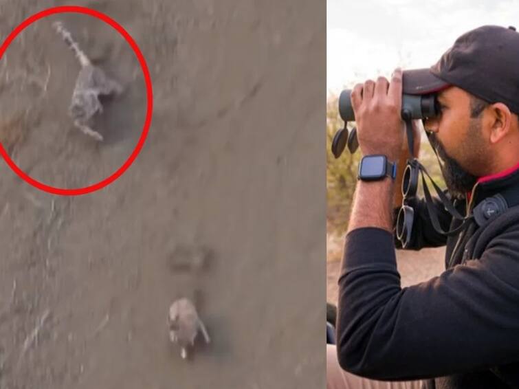 What a brilliant hunter Snow leopard hunts urial in Ladakh rough terrain Watch Video: பாயும் பனிச்சிறுத்தை… பதறி ஓடும் ஆடு… கச்சிதமாக படம்பிடித்த இருவர்; வைரல் வீடியோ!