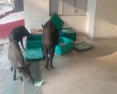 નસવાડીમાં દૂધ સંજીવની યોજનાનો સત્યનાશ, શાળાના ઓટલા પર દૂધના કેરેટમાંથી ભૂંડ દૂધ પીતા હોવાનો વીડિયો થયો વાયરલ