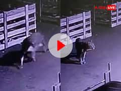 पुणे में तेंदुए का खौफ, घर के बाहर बंधे कुत्ते को दबोचा, वीडियो देख कांप जाएंगे आप!