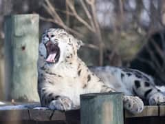 শিকার বাগে আনতে মরিয়া তুষার চিতা, ভাইরাল ভিডিও দেখে নেটিজেনরা বলছেন 'ভয়ঙ্কর সুন্দর'