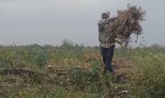 Rain : राज्यात अवकाळी पाऊस, रब्बी पिकांना फटका