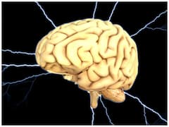 क्या आप जानते हैं इंसानों का दिमाग बंदरों से तीन गुना बड़ा होता है? मॉलिक्यूलर स्विच से बढ़ता है आकार