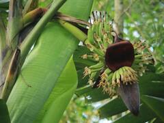 Banana : चेहऱ्यापासून पचनापर्यंत केळ्याचे दहा उपयोग