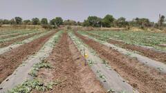 Bastar Rain: बस्तर में किसानों पर टूटा बेमौसम बारिश का कहर, ओलावृष्टि से फसल बर्बाद, 48 घंटों का अलर्ट जारी