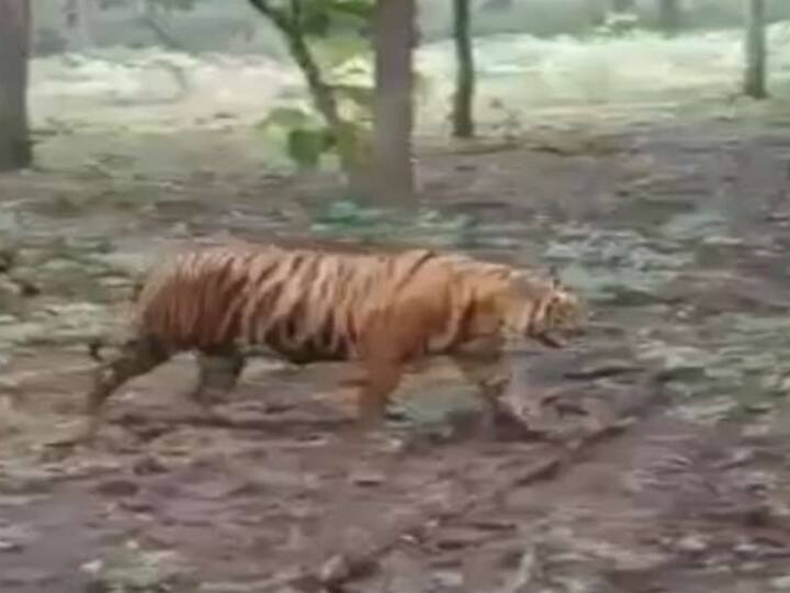 Tiger moves towards Palamu Tiger Reserve was stay in  Surajpur Balrampur forests ANN Chhattisgarh: पलामू टाइगर रिजर्व की ओर बढ़ा बाघ, सूरजपुर-बलरामपुर के जंगलों में डेढ़ महीने गुजारे