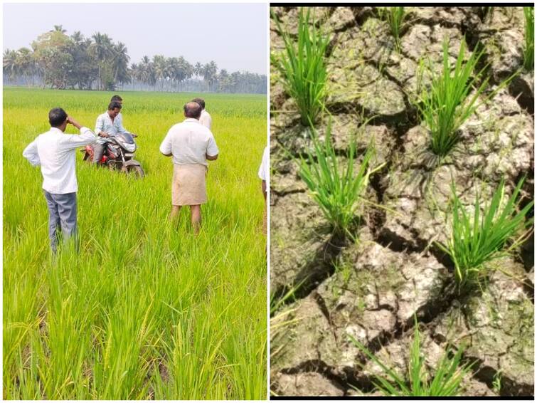 Konaseema News : Innovative protest of farmers by riding bikes in the field, paddy fields drying up due to lack of irrigation water