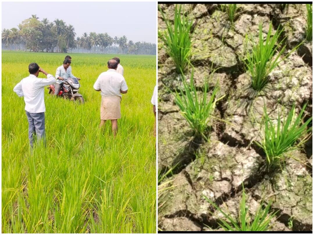 Konaseema News : సాగునీటి ఎద్దడితో ఎండిపోతున్న వరిచేలు, పొలంలో బైక్ లు నడుపుతూ రైతుల వినూత్న నిరసన Ambedkar konaseema district water scarcity paddy field dried farmers ride bike in fields for protest DNN Konaseema News : సాగునీటి ఎద్దడితో ఎండిపోతున్న వరిచేలు, పొలంలో బైక్ లు నడుపుతూ రైతుల వినూత్న నిరసన