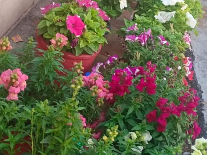 Kota Zila Parishad CEO innovation in Horticulture beds of flowers instead of cement pot ANN Kota: कोटा जिला परिषद CEO का रंग लाया नवाचार, गुलदस्ते की जगह गमले का चलन बढ़ने पर किया नया जतन