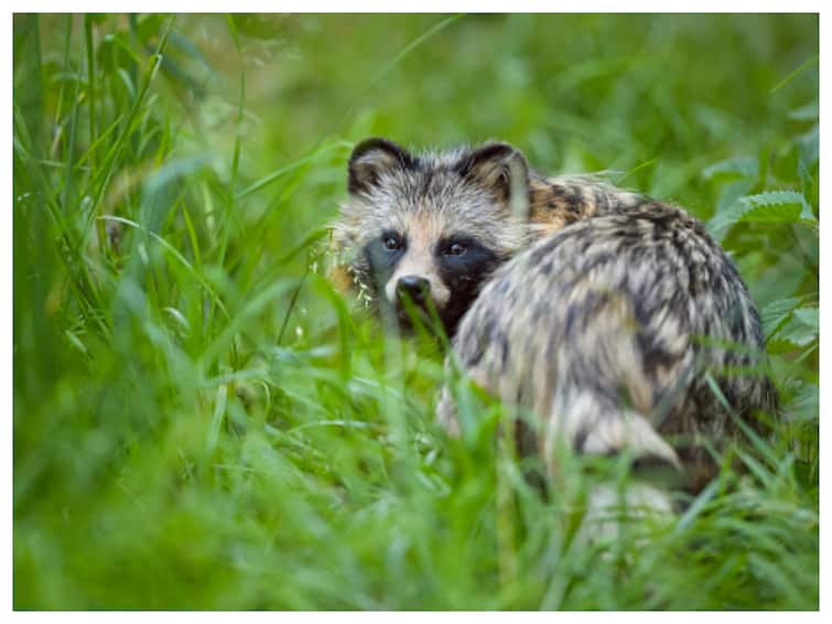 After Bats, New Data On Covid Origin Points To Raccoon Dogs As Source Of Pandemic: Report