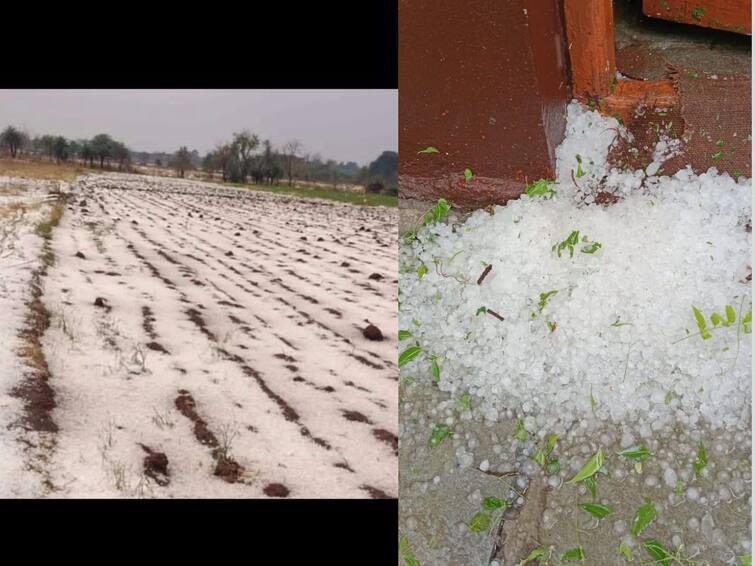 Unseasonal rains in Maharashtra affect fruit crops vidharbha marathwada marathi nashik nandurbar news update ऐन उन्हाळ्यात शिमल्यासारखी स्थिती, अवकाळी पावसासह गारपिटीचा तडाखा, शेतकऱ्यांचं मोठं नुकसान