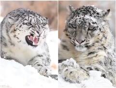 खड़ी ढलान पर शिकार को पकड़ने के लिए स्नो लेपर्ड ने लगाई दौड़, हैरान कर देगा वीडियो