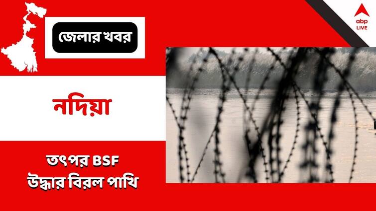 Nadia, BSF recovered rare bird before smuggling Nadia: তৎপর BSF, বাংলাদেশ সীমান্তে চোরাচালানের আগে উদ্ধার বিরল পাখি