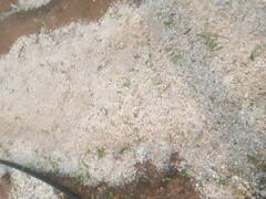 अवकाळी पावसासह गारपिटीचा तडाखा, शेतकऱ्यांचं मोठं नुकसान