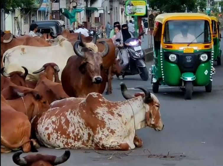 A policy on stray cattle was implemented in Ahmedabad Ahmedabad:  અમદાવાદીઓને રખડતા ઢોરના ત્રાસથી મળશે મુક્તિ, ઢોર નિયંત્રણ પોલિસી થશે ફરી લાગું, જાણો કેટલો ભરવો પડશે દંડ