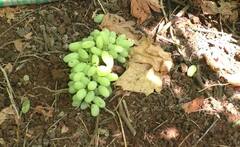 पंढरपूर तालुक्यात अवकाळीचा द्राक्ष बागांना फटका