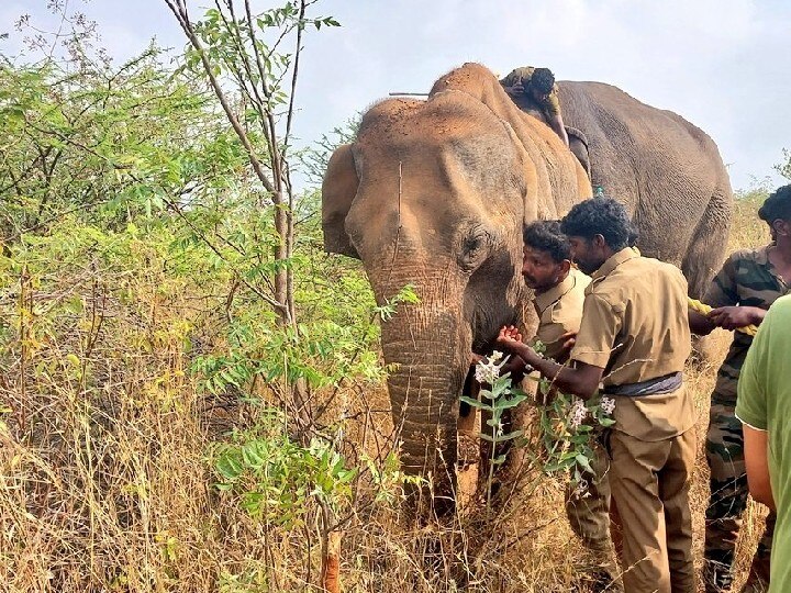 கோவை: உடல்நிலை பாதிக்கப்பட்ட காட்டு யானை ; மயக்க ஊசி செலுத்தி சிகிச்சை