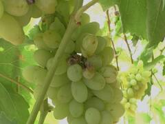 पंढरपूर तालुक्यात अवकाळीचा द्राक्ष बागांना फटका, माल घेण्यास व्यापाऱ्यांचा नकार; शेतकरी संकटात