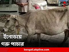 সোনারপুরে পাচারের পর্দা ফাঁস, ইনোভা গাড়ি থেকে উদ্ধার ৩টি গরু