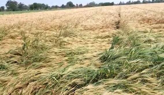 Rain News : राज्यात अवकाळी पाऊस, रब्बी पिकांना फटका