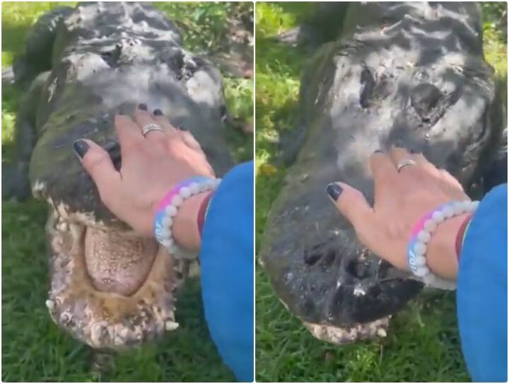 Woman silences ferocious crocodile by keeping her hand on its mouth Video: महिला के हाथ रखते ही शांत हो गया खूंखार मगरमच्छ, दिल दहला देगा वीडियो