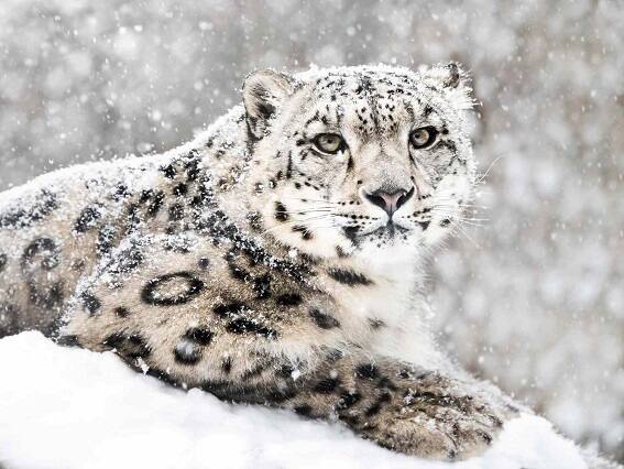 Incredible video of snow leopard catching a prey along a steep slope goes viral. It will make your jaw drop Video: બરફના ઢોળાવ પર શિકારને પકડવા માટે સ્નો લેપર્ડે લગાવી દોડ, જુઓ વીડિયો