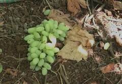 पंढरपूर तालुक्यात अवकाळीचा द्राक्ष बागांना फटका