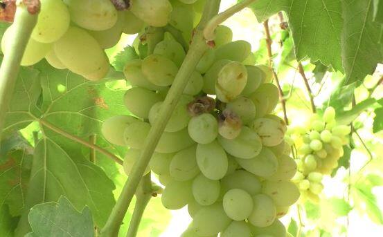 पंढरपूर (Pandharpur) तालुक्यात झालेल्या अवकाळी पावसाचा द्राक्ष पिकाला (Grapes Crop) मोठा फटका बसला आहे