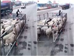 जानवरों को हादसे से बचाने के लिए शख्स ने बनाया जुगाड़ू वाहन, वीडियो देख यूजर्स हो गए दंग