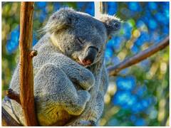 World Sleep Day: जीवन का ज्यादातर वक्त सोने में गुजार देता है ये जानवर, एक दिन में लेता है इतने घंटे की नींद