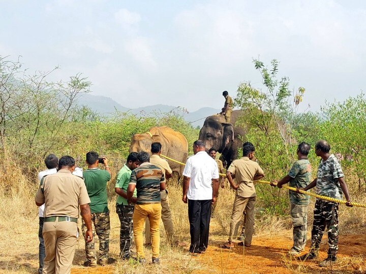 கோவை: உடல்நிலை பாதிக்கப்பட்ட காட்டு யானை ; மயக்க ஊசி செலுத்தி சிகிச்சை