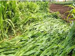 राज्यात अवकाळी पावसाचा तडाखा, शेती पिकांना मोठा फटका; वाचा कुठे काय स्थिती? 