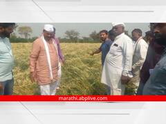 कृषीमंत्री अब्दुल सत्तार शेतकऱ्यांच्या बांधावर, अवकाळीच्या नुकसानीची केली पाहणी