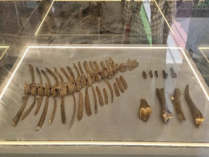 கீழடி அருங்காட்சியகத்தில் காட்சிக்கு வைக்கப்பட்டுள்ள காளையின் எழும்பு துண்டுகள்.