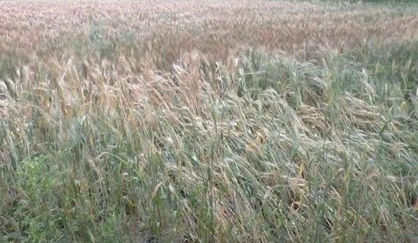 maharashtra News Chhatrapati Sambhaji Nagar Damage to crops on eight thousand hectares in Marathwada due to unseasonal rains Marathwada Rain: अवकाळी पावसामुळे मराठवाड्यातील आठ हजार हेक्टरवरील पिकांचे नुकसान