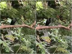 कौवे ने सीखाया इंसानियत का पाठ, भूखे तोते को दे दिया मेहनत से लाया खाना 