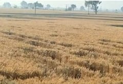 Gujarat Weather Update Live: અમદાવાદમા કેટલાક વિસ્તારમાં પવન સાથે કમોસમી વરસાદ, અમદાવાદ-વડોદરા એક્સપ્રેસ વે પર પડ્યા કરા