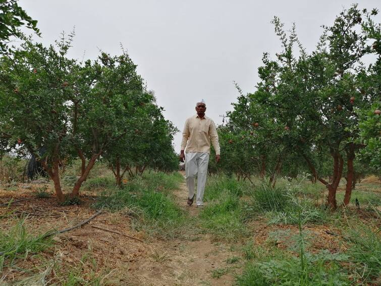 Success Story: Farmer’s stubbornness supported by government schemes, orchards blossomed on Malrana;  Read the success story of Gopal Kadam