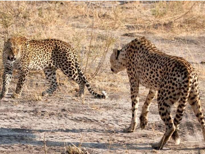 Cheetahs: दक्षिण अफ्रीका से अब और चीते नहीं आएंगे भारत? एनिमल राइट्स ग्रुप ने जताई आपत्ति