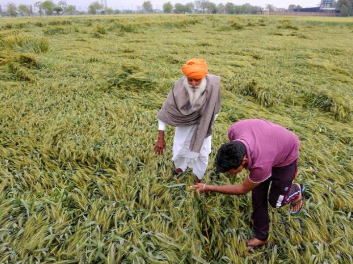 बेमौसम बारिश से फसल को नुकसान भी होने की आशंका है. गेहूं, सरसों और सब्जियों की फसल को काफी नुकसान होने का खतरा है.