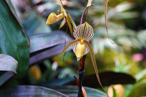 गोल्ड ऑफ किनाबालु आर्किड (Gold of Kinabalu Orchid) फूल हरे रंग की पंखुड़ियों और लाल डॉट वाला है. यह सिर्फ मलेशिया के किनाबालु नेशनल पार्क में मिलता है. भारतीय बाजार की बात की जाए तो यहां इसकी कीमत करीब 4.96 लाख रुपये है. इस फूल को खिलने में कई साल लगते हैं.