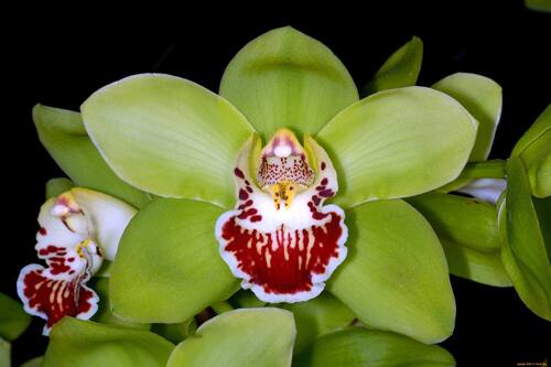 शेन्जेन नोंगके आर्किड (Shenzhen Nongke Orchid) की कीमत 16.54 करोड़ है. इस फूल को कई एग्रीकल्चर साइंटिस्ट ने मिलकर बनाया है. फूल को शेन्जेन नोंगके यूनिवर्सिटी में वैज्ञानिकों ने 8 साल की मेहनत के बाद तैयार किया था. इस फूल की खासियत ये है कि यह 4-5 साल में बस एक बार खिलता है और जब फूल खिलता तो तभी इसकी नीलामी भी होती है.