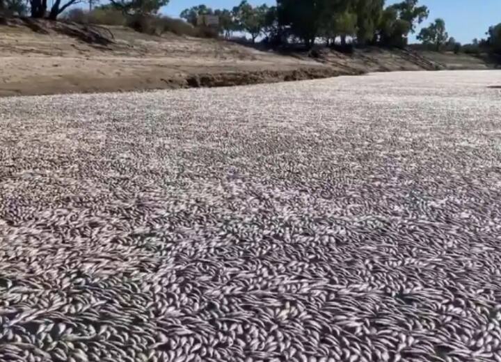 Millions of fish dying in Australia river watch Video Watch: ऑस्ट्रेलिया की नदी में मर रहीं लाखों मछलियां, हैरान करने वाला है वीडियो