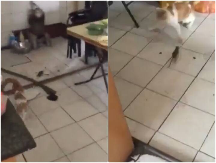 Cat running after seeing mouse video goes viral Video: चूहे को देख नौ दो ग्यारह हो रही बिल्ली, यूजर्स बोले- क्या बिल्ली बनेगी रे तू..