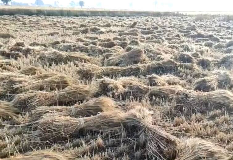 Damage to agricultural crops due to unseasonal rains in Sabarkantha district Gujarat Weather Update: રવિ પાક ઉપર ત્રણ ત્રણ વાર કમોસમી વરસાદી પડતા ખેડૂતોની સ્થિતિ કફોડી બની, કરોડો રુપિયાનું થશે નુકસાન