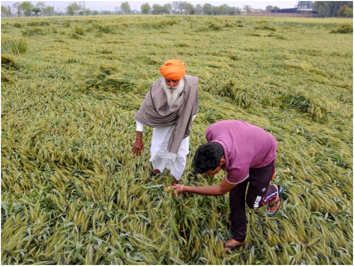 Weather Update: Unseasonal rains became a disaster for farmers, IMD gave this advice