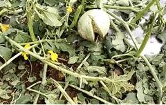 Rain : राज्याच्या विविध भागात अवकाळी पाऊस, शेती पिकांना फटका