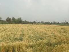 Photo : कृषीमंत्री अब्दुल सत्तार शेतकऱ्यांच्या बांधावर, पाहा फोटो