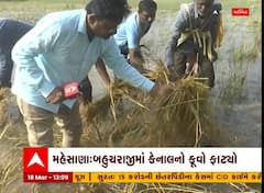Mahesana:બહુચરાજીમાં નર્મદા કેનાલનો કૂવો ફાટતા ખેડૂતોનો પાક થયો બરબાદ