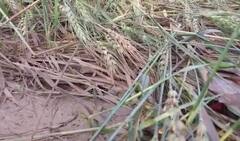 Rain : राज्यात अवकाळी पाऊस, शेती पिकांचं नुकसान